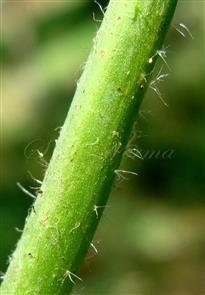  Stem